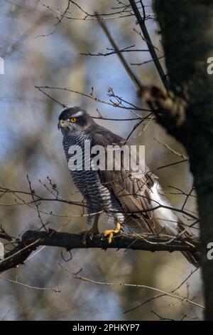 In alten Wäldern... Nördlicher Goshawk ( Accipiter gentilis ), weiblicher Goshawk auf der Jagd Stockfoto