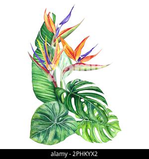 Aquarelle Darstellung der Blüten strelitzas, Monstera und tropische Blätter isoliert auf weißem Hintergrund. Heller mehrfarbiger Bouquet Stockfoto