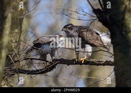 Partner fürs Leben... Goshawk ( Accipiter gentilis ), ein Paar Falken im Wald, männlich links, weiblich rechts Stockfoto