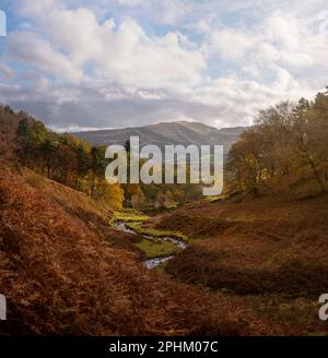 Herbstfarben im English Peak District. Spaziergang von Kinder Scout nach Edale in the Dark Peak. Warme rote, braune und orangefarbene Blätter an den Bäumen Stockfoto