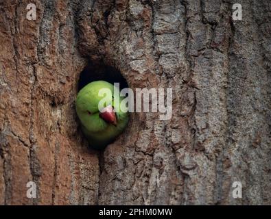 IM Bushy Park, London, wurden BEZAUBERNDE Bilder eines neugierigen Sittichs aufgenommen, der aus seinem Nestloch schaut Stockfoto