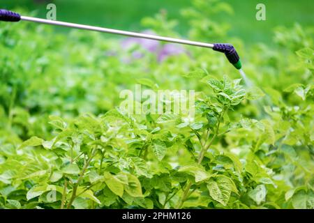 Kartoffelfeld. Die Behandlung der Pflanze gegen Krankheiten mit einem Sprüher. Kein phytophthora. Stockfoto