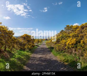 Eine Landstraße gesäumt von leuchtend gelben Gänsebüschen, auf einem Spaziergang in der Landschaft nahe Oban in Schottland. An einem sonnigen Tag mit hellblauem Himmel Stockfoto