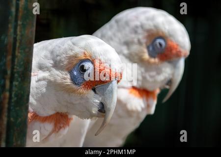 Ein Paar Langschnabelkorellas, auch bekannt als schlanke corella, Cacatua tenuirostris, vor dunklem Hintergrund. Das ist ein geselliger Gregario Stockfoto