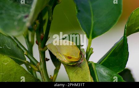 Winziger, blassgrüner australischer Zwergbaumfrosch, Litoria gracilenta, sitzt auf einem Buschblatt im Queensland Garden. Markante orangefarbene Augen. Stockfoto