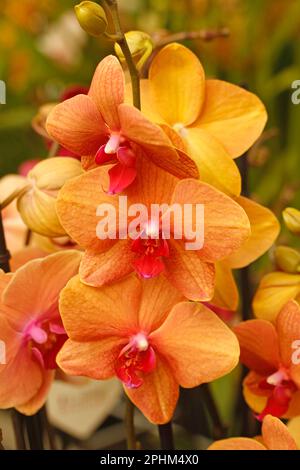 Orchideenphalaenopsis. Stockfoto
