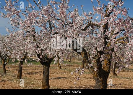 Mandelblüte. Lleida, Katalonien, Spanien. Stockfoto