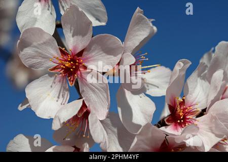 Mandelblüte. Lleida, Katalonien, Spanien. Stockfoto