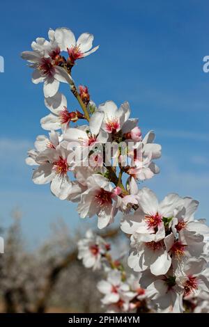 Mandelblüte. Lleida, Katalonien, Spanien. Stockfoto