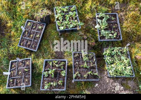 Tabletts mit Kuhblütenpflanzen (Primula veris) zum Anpflanzen auf einem Kreidegrasland Naturschutzgebiet zur Verbesserung der Artenvielfalt, England, Vereinigtes Königreich Stockfoto