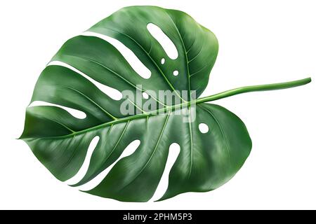 Tropische natürliche Blätter Monstera auf isoliertem Hintergrund. Sommer, flach gelegen, Draufsicht Stockfoto