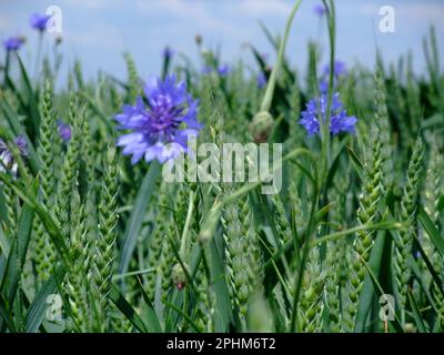 Die wunderschönen Maisblumen, die auf dem grünen Feld wachsen Stockfoto