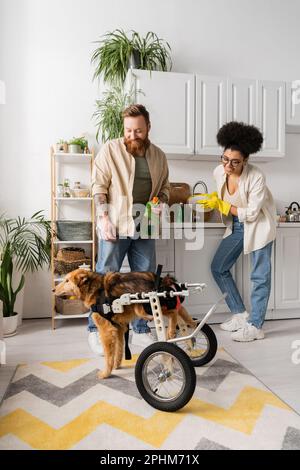 Positives, multiethnisches Paar, das behinderten Hund anschaut, während er die Küche putzt, Stockbild Stockfoto