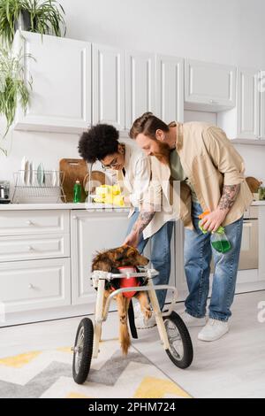 Positives interrassisches Paar, das einen behinderten Hund streichelt, während er die Küche zu Hause putzt, Stockbild Stockfoto