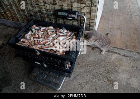 Eine graue Katze stiehlt Fisch aus Kisten mit frisch gefangenen roten Meerbarben, die auf elektronischen Waagen stehen. Stockfoto