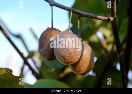 Drei Kiwis hängen an einem Ast am blauen Himmel. Nahaufnahme. Stockfoto