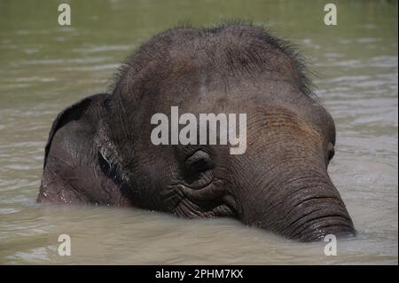 Der Kopf eines asiatischen Elefanten schaut aus dem Teich, in dem er badet. Nahaufnahme. Stockfoto