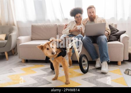 Behinderter Hund im Rollstuhl in der Nähe eines verschwommenen multiethnischen Paares mit Laptop zu Hause, Stockbild Stockfoto