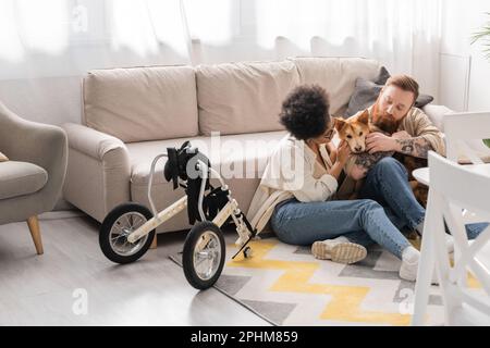 Multiethnisches Paar, das behinderten Hund in der Nähe des Rollstuhls im Wohnzimmer streichelt, Stockbild Stockfoto