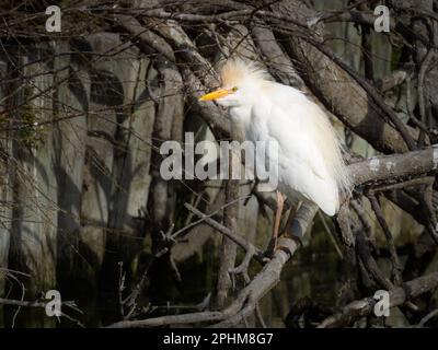 Ein westliches Rinderwicht in der Nähe eines Teiches, sonniger Tag, Frühling in der Camargue (Provence, Frankreich) Stockfoto
