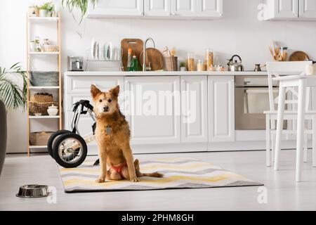 Behindertengerechter Hund in der Nähe von Rollstuhl und Schüssel in der Küche, Stockbild Stockfoto