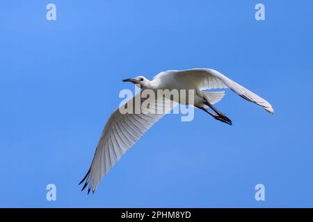 Ein fliegender Löffel an einem sonnigen Tag im Sommer, blauer Himmel, Nordfrankreich Stockfoto