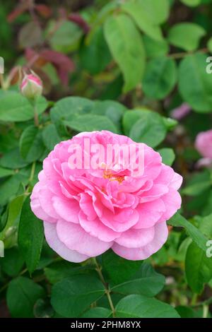 Rose Gertrude Jekyll, rosa Gertrude Jekyll, Rosa Ausbord, Rose Ausbord, Strauchrose, Doppelte rosa Blumen, Stockfoto