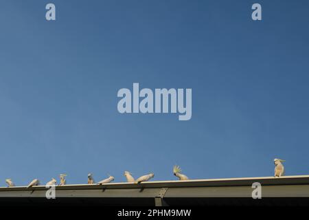 Schimmelkakadu, Cacatua galerita, auf einem Dach Stockfoto