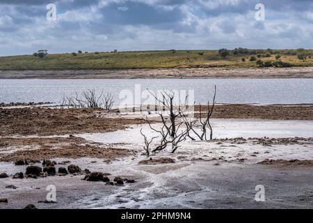 Dürrezustände und rückläufige Wasserstände setzen die Überreste von skelettartigen toten Bäumen im Colliford Lake Reservoir auf Bodmin Moor in Cornwall im aus Stockfoto