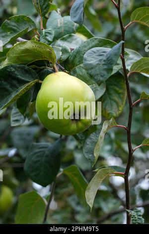 Cydonia oblonga Isfahan, Quince Isfahan, Früchte auf dem Baum Stockfoto