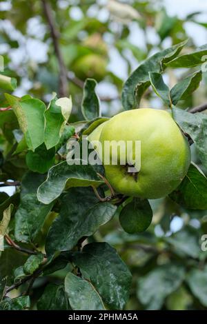 Cydonia oblonga Isfahan, Quince Isfahan, Früchte auf dem Baum Stockfoto