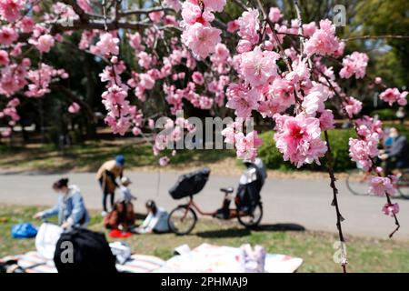 Osaka, Japan. Am 28. März 2023 erstrahlen Kirschblüten in voller Blüte im Nishinomaru Garden im Osaka Castle Park am 28. März 2023 in Osaka, Japan. Die Kirschblütensaison begann offiziell am 19. März in Osaka, vier Tage früher als letztes Jahr. (Rodrigo Reyes Marin/AFLO) Stockfoto