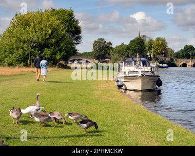 Wir befinden uns am Südufer der Themse in Abingdon, direkt stromaufwärts von Abingdons mittelalterlicher Brücke - Sie können sie in der Ferne sehen. Und du kannst j Stockfoto