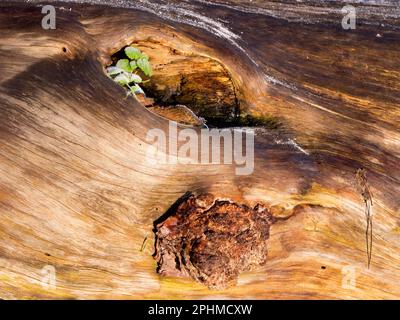 Nahaufnahme, Rinde von gefallenem Baum im Bury Knowle Park, Oxford Stockfoto