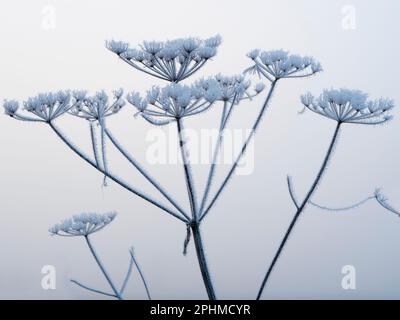 Anthriscus sylvestris, bekannt als Kuhpsilie, ist eine krautige zweijährige oder kurzlebige mehrjährige Pflanze in der Familie der Apiaceae. Es ist sehr häufig auf Wiese Stockfoto