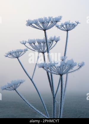 Anthriscus sylvestris, bekannt als Kuhpsilie, ist eine krautige zweijährige oder kurzlebige mehrjährige Pflanze in der Familie der Apiaceae. Es ist sehr häufig auf Wiese Stockfoto