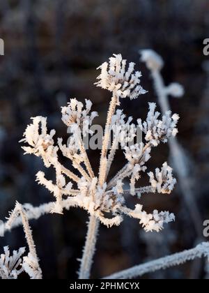 Anthriscus sylvestris, bekannt als Kuhpsilie, ist eine krautige zweijährige oder kurzlebige mehrjährige Pflanze in der Familie der Apiaceae. Es ist sehr häufig auf Wiese Stockfoto