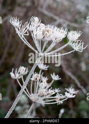 Anthriscus sylvestris, bekannt als Kuhpsilie, ist eine krautige zweijährige oder kurzlebige mehrjährige Pflanze in der Familie der Apiaceae. Es ist sehr häufig auf Wiese Stockfoto