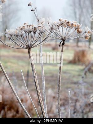 Anthriscus sylvestris, bekannt als Kuhpsilie, ist eine krautige zweijährige oder kurzlebige mehrjährige Pflanze in der Familie der Apiaceae. Es ist sehr häufig auf Wiese Stockfoto