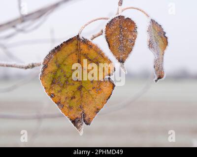 Ein glitzerndes, frostiges Blatt, das auf einem Sapling auf Feldern vor meinem Haus in Radley Village, Oxfordshire, zu sehen ist. Manchmal muss man nicht nach dem Schuss suchen, Stockfoto