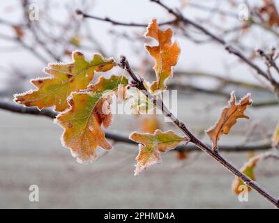 Ein glitzerndes, frostiges Eichenblatt, das auf einem Sapling auf Feldern vor meinem Haus in Radley Village, Oxfordshire, zu sehen ist. Manchmal braucht man nicht nach dem Sch zu suchen Stockfoto