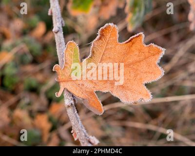 Ein glitzerndes, frostiges Eichenblatt, das auf einem Sapling auf Feldern vor meinem Haus in Radley Village, Oxfordshire, zu sehen ist. Manchmal braucht man nicht nach dem Sch zu suchen Stockfoto