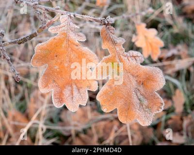 Ein glitzerndes, frostiges Eichenblatt, das auf einem Sapling auf Feldern vor meinem Haus in Radley Village, Oxfordshire, zu sehen ist. Manchmal braucht man nicht nach dem Sch zu suchen Stockfoto