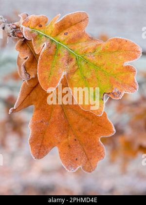 Ein glitzerndes, frostiges Eichenblatt, das auf einem Sapling auf Feldern vor meinem Haus in Radley Village, Oxfordshire, zu sehen ist. Manchmal braucht man nicht nach dem Sch zu suchen Stockfoto