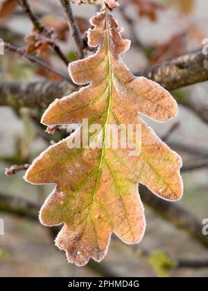 Ein glitzerndes, frostiges Eichenblatt, das auf einem Sapling auf Feldern vor meinem Haus in Radley Village, Oxfordshire, zu sehen ist. Manchmal braucht man nicht nach dem Sch zu suchen Stockfoto