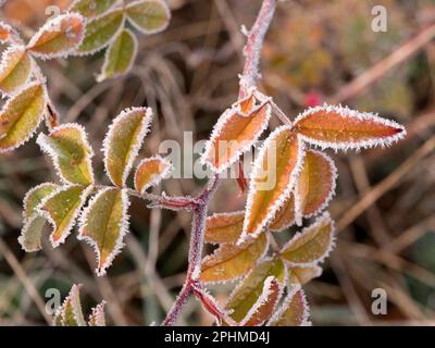 Ein glitzerndes, frostiges Blatt, das auf einem Sapling auf Feldern vor meinem Haus in Radley Village, Oxfordshire, zu sehen ist. Manchmal muss man nicht nach dem Schuss suchen, Stockfoto