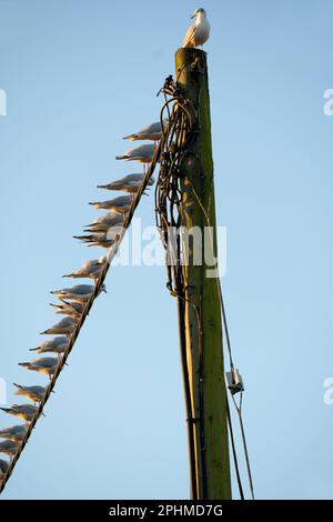 Was braucht es, um der große Boss zu sein, König des Hügels, wenn du eine Möwe bist? Dieser Top-Vogel ist wahrscheinlich nicht der handsötigste, sexieste oder cleverste. Aber ich Stockfoto