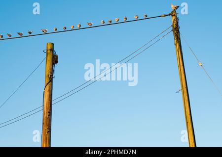 Was braucht es, um der große Boss zu sein, König des Hügels, wenn du eine Möwe bist? Dieser Top-Vogel ist wahrscheinlich nicht der handsötigste, sexieste oder cleverste. Aber ich Stockfoto