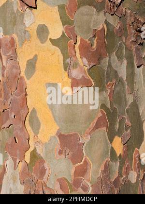 Seltsame, unregelmäßige Muster auf einem Baum in meiner Heimatstadt Abingdon-on Thames in Oxfordshire. Ich vermute, das ist ein Eukalyptus; sie wachsen überall. Th Stockfoto