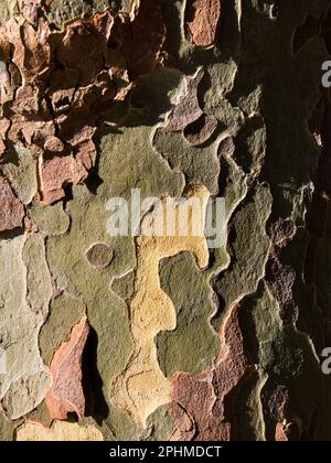 Seltsame, unregelmäßige Muster auf einem Baum in meiner Heimatstadt Abingdon-on Thames in Oxfordshire. Ich vermute, das ist ein Eukalyptus; sie wachsen überall. Th Stockfoto